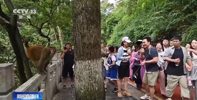 暑假去哪玩儿?“表演型”豚尾猴、休闲邮轮游等你来打卡