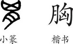 「象形+方言」46 胸、匈、奴