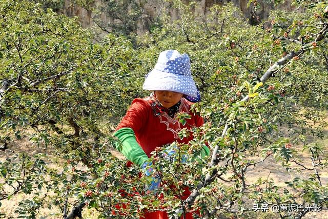 山西农村沟里1男1女摘花椒，没想到2家人却遇1样熬煎事，看是啥