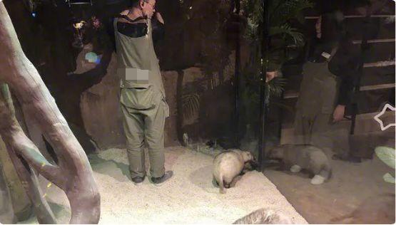 树懒失踪，浣熊逃进理发店！南京这家萌宠乐园成“疯狂动物城”了？