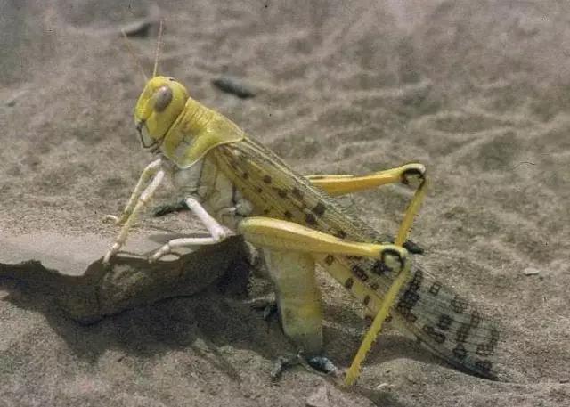 什么是昆虫？六只腿、复眼、一对触角...