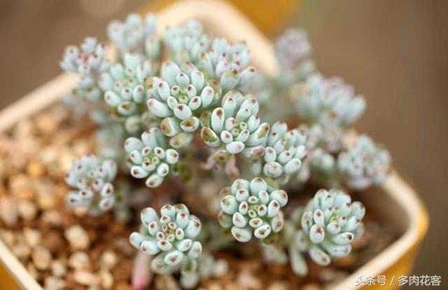 多肉植物百科之蓝豆 带香味的多肉