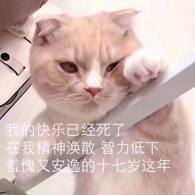 表情包：舌吻吗，妹妹？