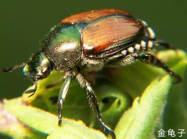 什么是昆虫？六只腿、复眼、一对触角...