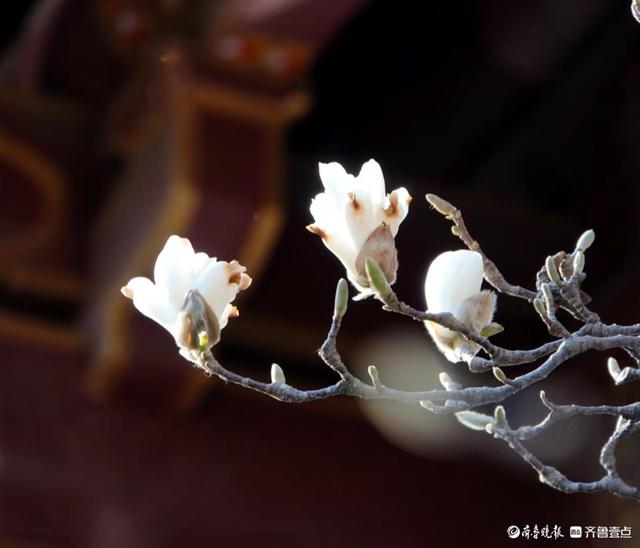 趵突泉边白玉兰, 纯洁无瑕人爱恋