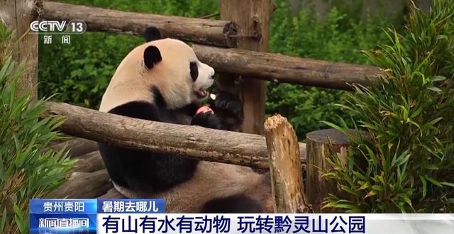 暑假去哪玩儿?“表演型”豚尾猴、休闲邮轮游等你来打卡