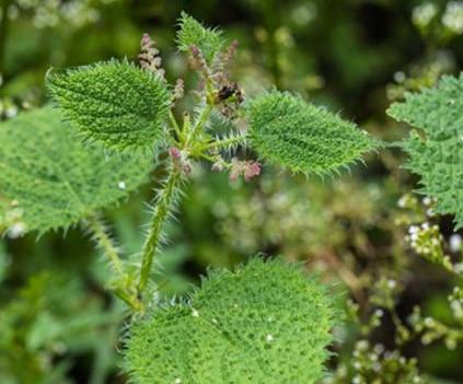 荨麻草俗称藿麻,生于混交林、草地、沟边等地,生有短毛和蜇