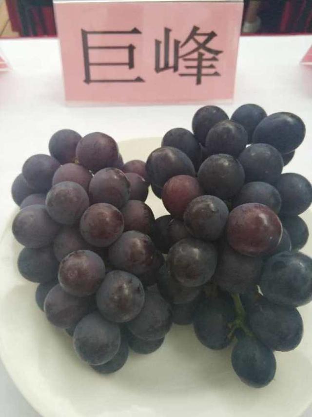 巨峰、黄玫瑰、早茉莉、红芭拉……到底区别在哪儿？去马陆吃了8种葡萄后的试吃报告来啦~