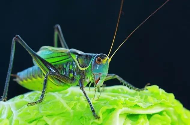 什么是昆虫？六只腿、复眼、一对触角...