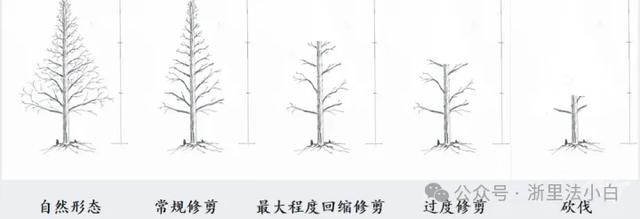 小区“绿战”：高层与底层的光影之争