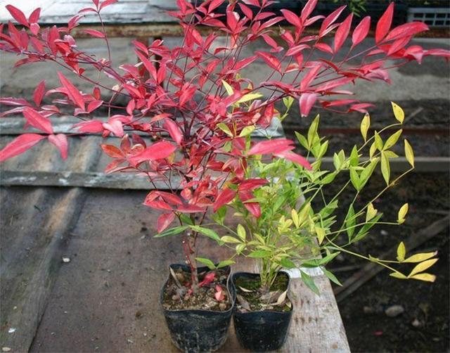 寒冷的冬天养一盆南天竹,成寒冬里的烈阳,十分有年味