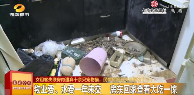 女租客突然离去,房东直呼恐怖:房内遗弃十余只猫,垃圾遍地、恶臭难闻……