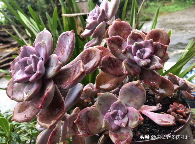 多肉紫悦虽然好养,但配土不合理或养护环境不通风的话它也会黑腐