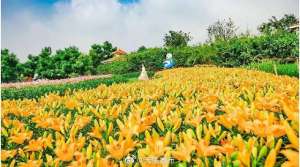 光本小百合(一大波百合花正在靠近……)