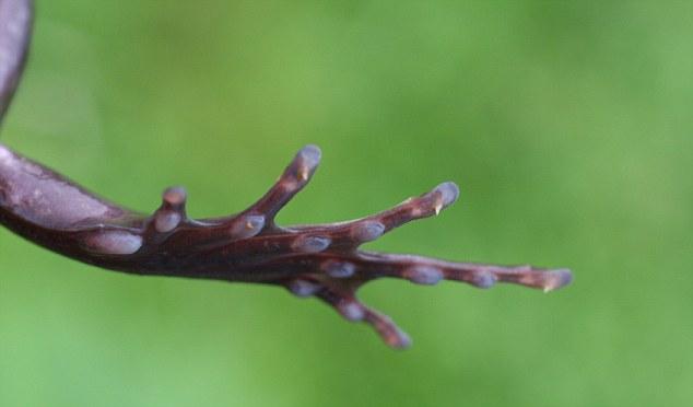 你怕什么,我来什么,利用这种心理生物创造出奇葩的防御机制