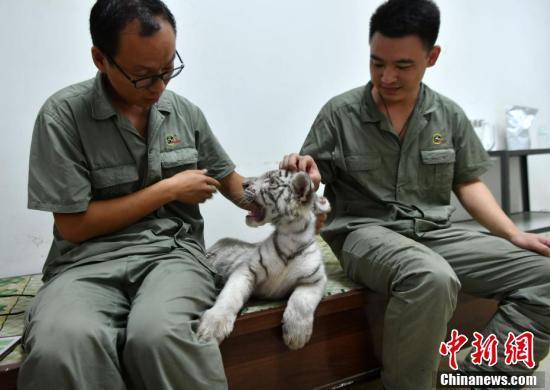 超有爱!小白虎被虎妈“抛弃”俩暖男当“超级奶爸”