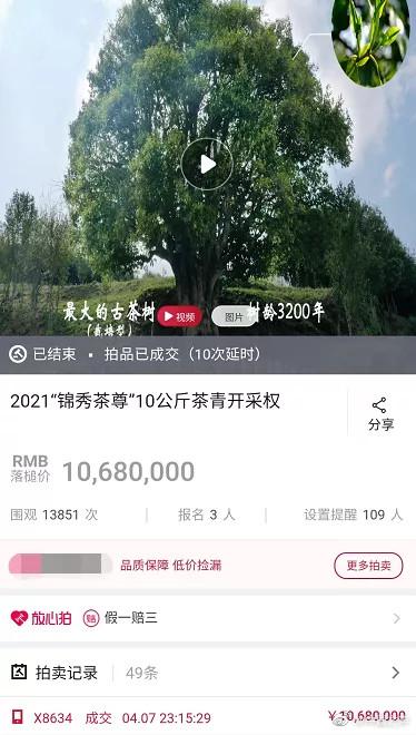 1公斤100多万?专家称天价茶与普通茶口感差别没那么大