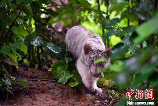 超有爱!小白虎被虎妈“抛弃”俩暖男当“超级奶爸”