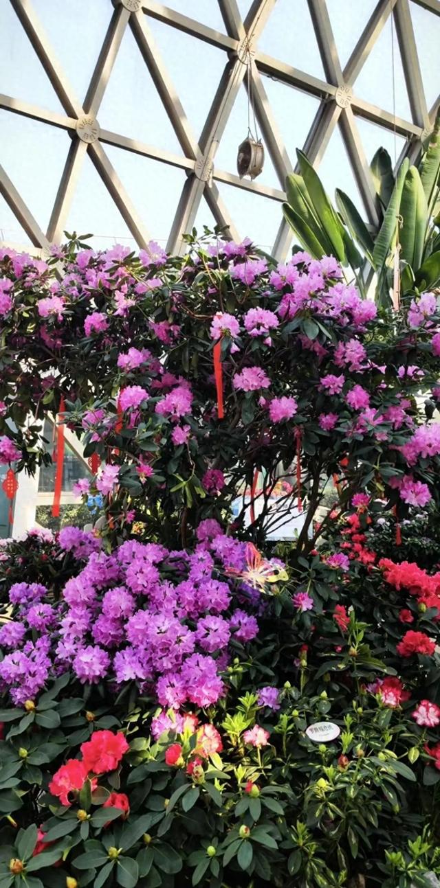 高山杜鹃自家难养？那趁假期去温室参观吧～