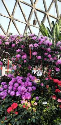 杜鹃身高(高山杜鹃自家难养？那趁假期去温室参观吧～)