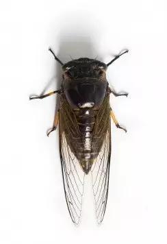 什么是昆虫？六只腿、复眼、一对触角...