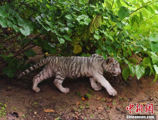 超有爱!小白虎被虎妈“抛弃”俩暖男当“超级奶爸”