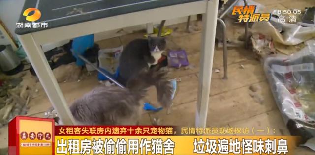 女租客突然离去,房东直呼恐怖:房内遗弃十余只猫,垃圾遍地、恶臭难闻……