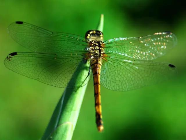 什么是昆虫？六只腿、复眼、一对触角...