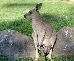 刘亦菲罕见晒出全家福，60岁的天仙妈妈刘晓莉美呆了！