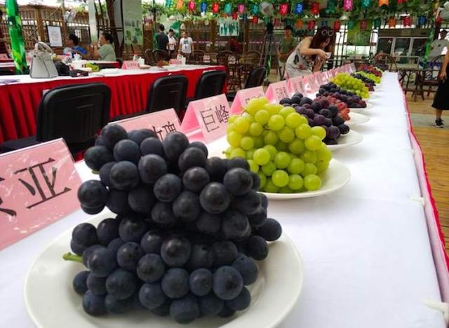 巨峰、黄玫瑰、早茉莉、红芭拉……到底区别在哪儿？去马陆吃了8种葡萄后的试吃报告来啦~