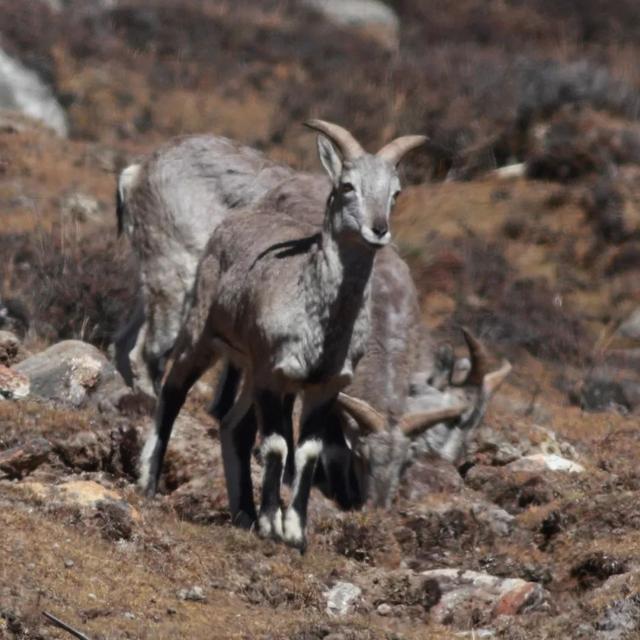 新知丨雪豹说:“啊嗷啊嗷啊啊哦——”