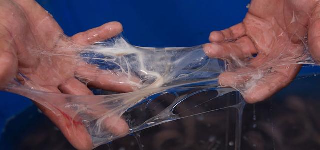 你怕什么,我来什么,利用这种心理生物创造出奇葩的防御机制