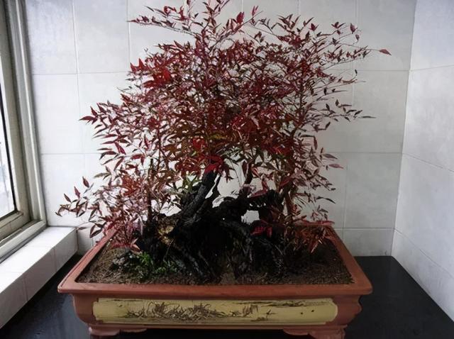 寒冷的冬天养一盆南天竹,成寒冬里的烈阳,十分有年味