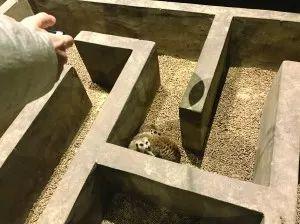 树懒失踪，浣熊逃进理发店！南京这家萌宠乐园成“疯狂动物城”了？