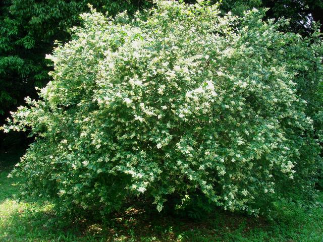 俄一对情侣草丛缠绵，被愤怒的邻居大妈用木板狠打严厉教育