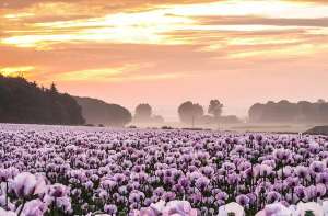 相互映衬(少女心爆棚英国粉红花海与粉色天空相互映衬如诗如画)