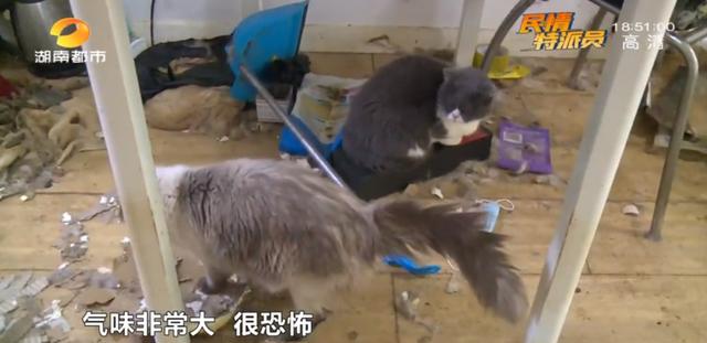 女租客突然离去,房东直呼恐怖:房内遗弃十余只猫,垃圾遍地、恶臭难闻……
