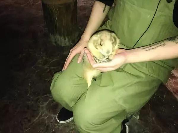 树懒失踪，浣熊逃进理发店！南京这家萌宠乐园成“疯狂动物城”了？