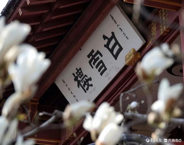 趵突泉边白玉兰, 纯洁无瑕人爱恋