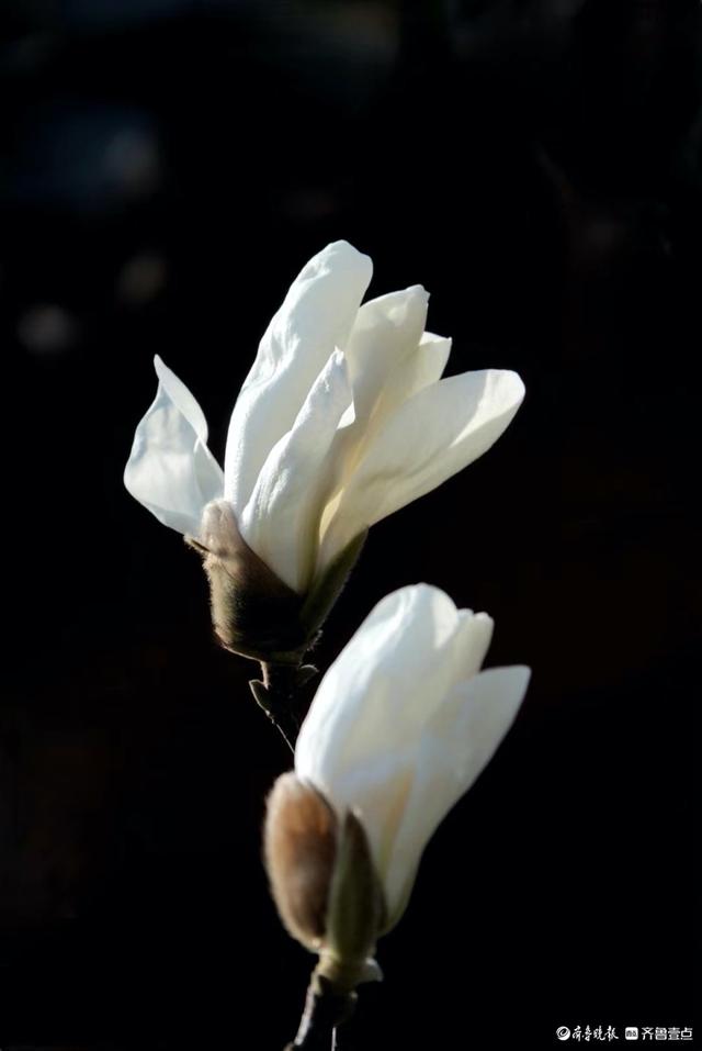 趵突泉边白玉兰, 纯洁无瑕人爱恋