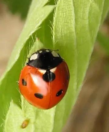 什么是昆虫？六只腿、复眼、一对触角...