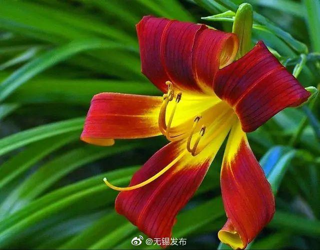 一大波百合花正在靠近……