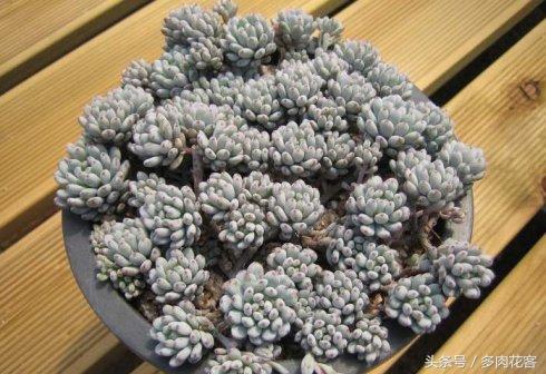 多肉植物百科之蓝豆 带香味的多肉