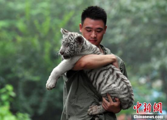 超有爱!小白虎被虎妈“抛弃”俩暖男当“超级奶爸”