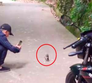 猫头鹰人(猫头鹰幼崽偶遇路人连忙鞠躬作揖，专家：不要摸它，沾染人的气味可能会让它被遗弃)