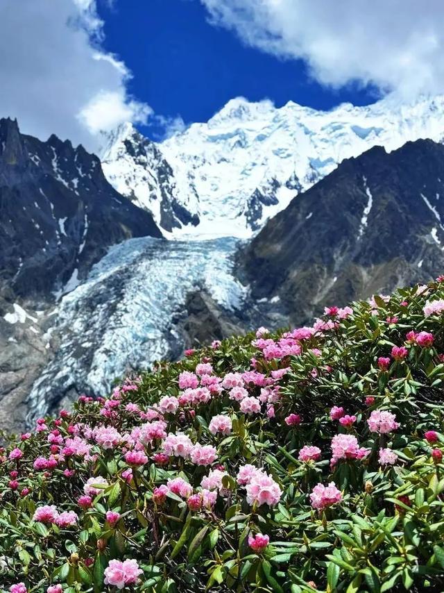 高山杜鹃自家难养？那趁假期去温室参观吧～