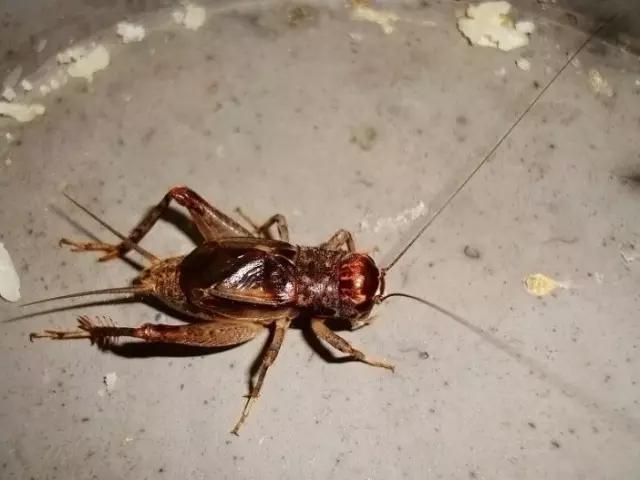 什么是昆虫？六只腿、复眼、一对触角...