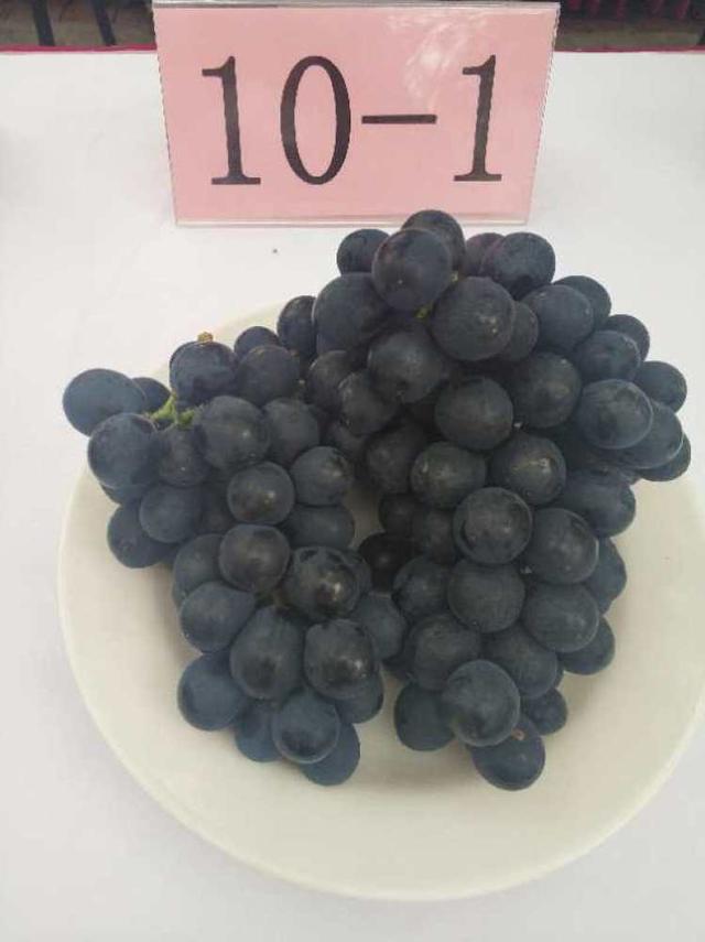 巨峰、黄玫瑰、早茉莉、红芭拉……到底区别在哪儿？去马陆吃了8种葡萄后的试吃报告来啦~