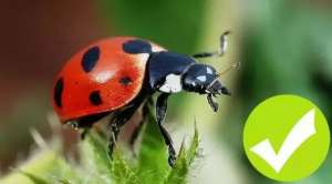 触角(什么是昆虫？六只腿、复眼、一对触角)