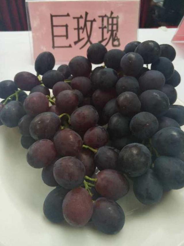 巨峰、黄玫瑰、早茉莉、红芭拉……到底区别在哪儿？去马陆吃了8种葡萄后的试吃报告来啦~